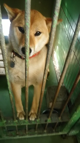 【犬猫・移動先募集】センター(支所)収容(3/10訪問)_f0242002_22383410.jpg