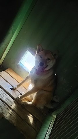 【犬猫・移動先募集】センター(支所)収容(3/10訪問)_f0242002_22391167.jpg