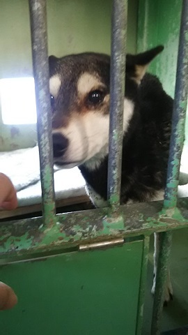 【犬猫・移動先募集】センター(支所)収容(3/10訪問)_f0242002_22450331.jpg