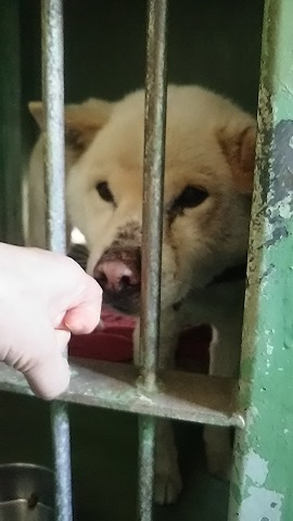 【犬猫・移動先募集】センター(支所)収容(3/10訪問)_f0242002_23022688.jpg