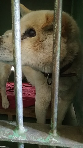 【犬猫・移動先募集】センター(支所)収容(3/10訪問)_f0242002_23023693.jpg