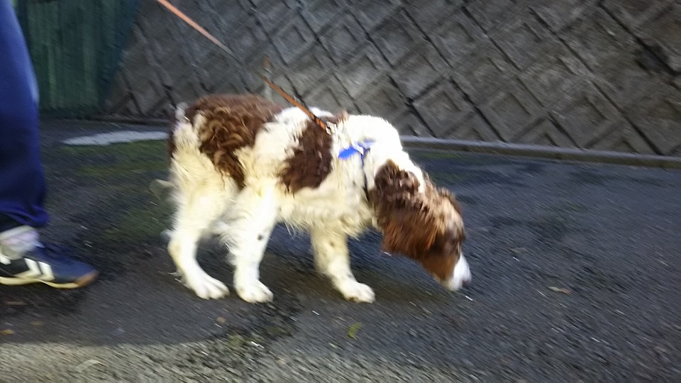 【犬猫・移動先募集】センター(支所)収容(3/10訪問)_f0242002_23024853.jpg