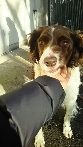 【犬猫・移動先募集】センター(支所)収容(3/10訪問)_f0242002_23025847.jpg