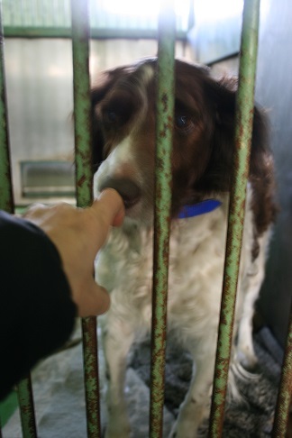 【犬猫・移動先募集】センター(支所)収容(3/10訪問)_f0242002_23083471.jpg