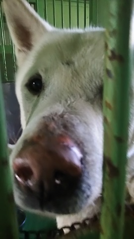 【犬猫・移動先募集】センター(支所)収容(3/10訪問)_f0242002_23094180.jpg