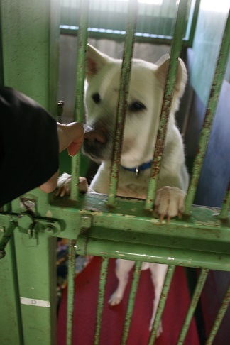 【犬猫・移動先募集】センター(支所)収容(3/10訪問)_f0242002_23095044.jpg