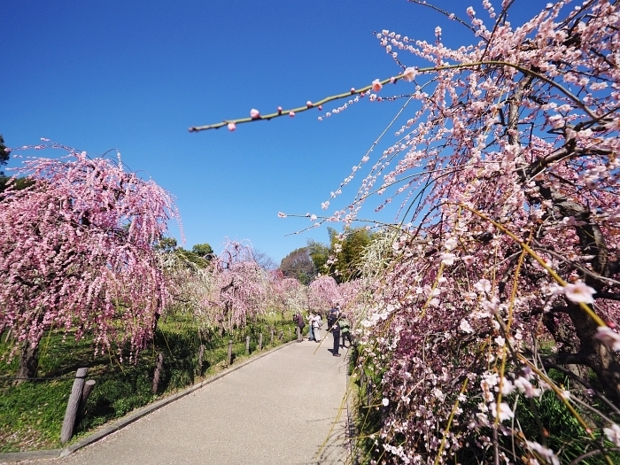 名古屋市農業センターの枝垂れ梅　2018　その1_e0075403_17531383.jpg