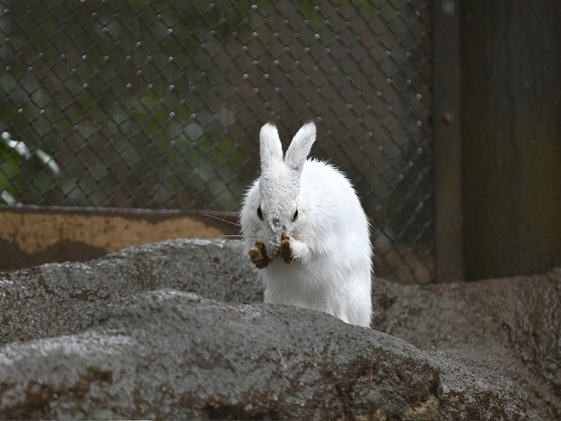 雨の日のウサギ_a0164204_13051939.jpg