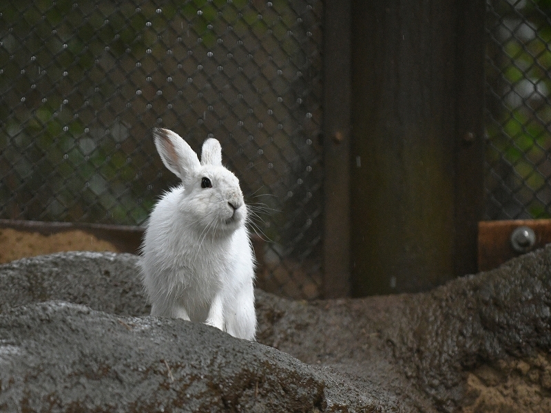 雨の日のウサギ_a0164204_13064408.jpg