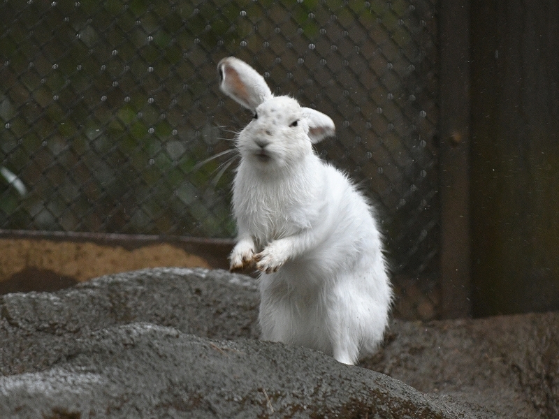 雨の日のウサギ_a0164204_13075101.jpg