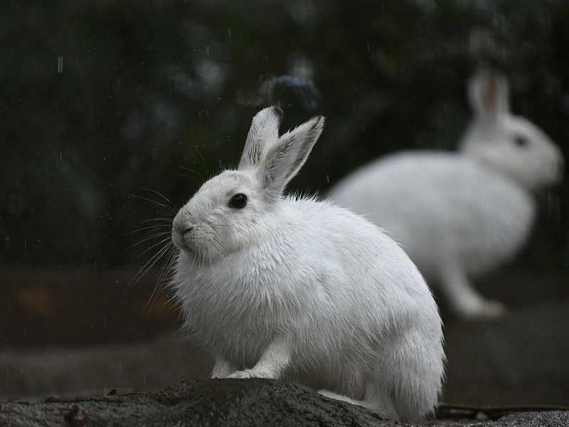 雨の日のウサギ_a0164204_13090136.jpg