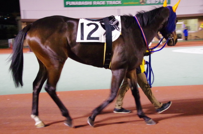 チョリータ 28戦目＠船橋競馬場 9R 2018.3.12_d0344707_21172148.jpg