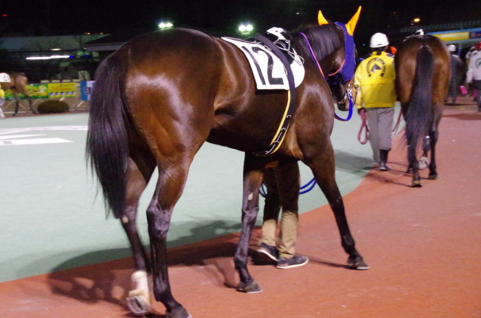 チョリータ 28戦目＠船橋競馬場 9R 2018.3.12_d0344707_21175409.jpg