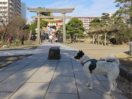 今年の桜開花予想日は_c0084117_18235127.jpg