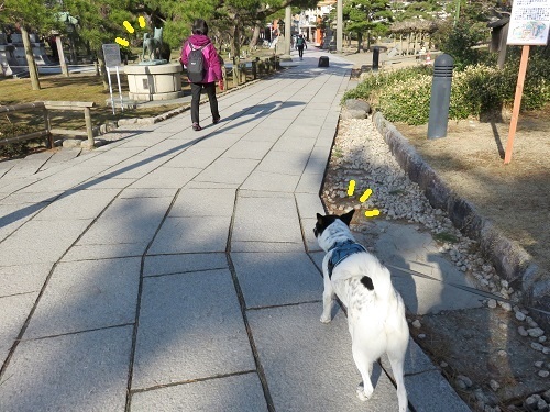 今年の桜開花予想日は_c0084117_18241959.jpg