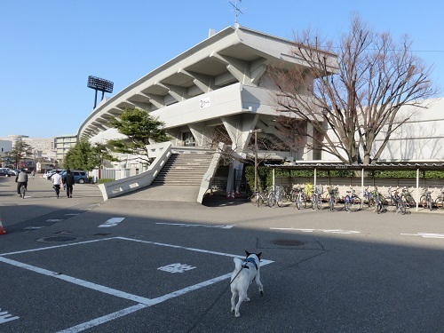 今年の桜開花予想日は_c0084117_18315331.jpg