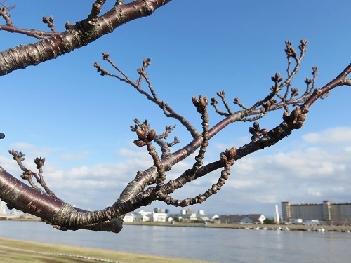 今年の桜開花予想日は_c0084117_18482135.jpg