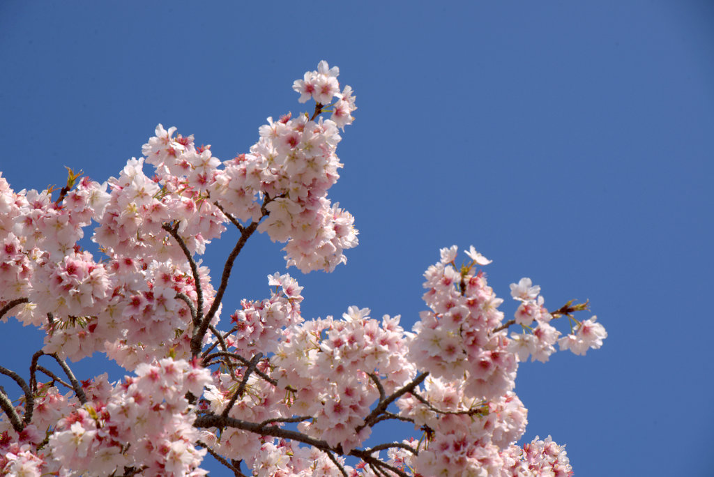 帯桜、満開_d0072720_21504117.jpg