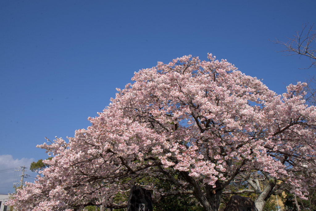 帯桜、満開_d0072720_2150451.jpg