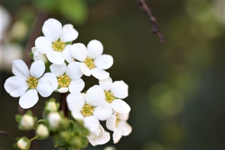 芽吹く植物_f0354923_23182784.jpg