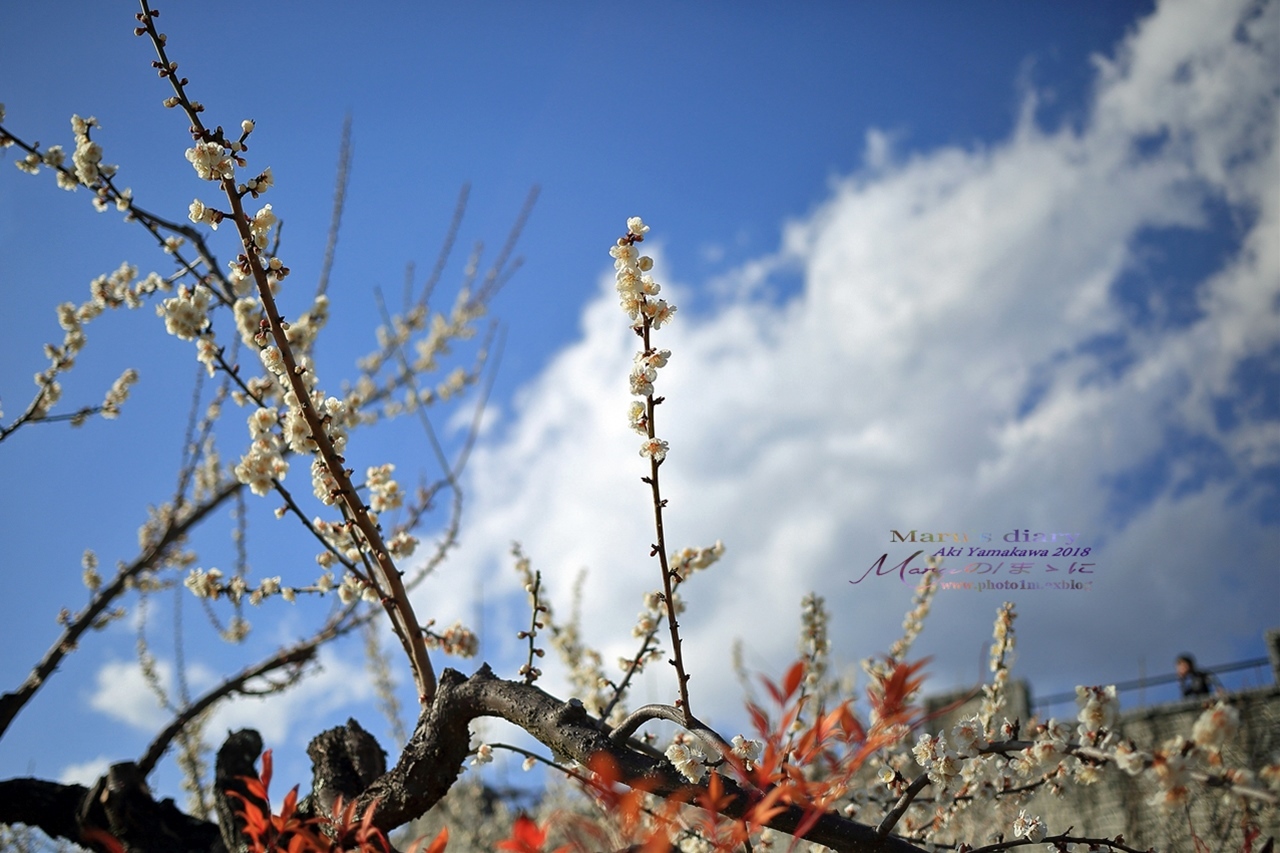 まゝに/3月の散策、笛吹川-山梨-秩父_d0342426_01415824.jpg