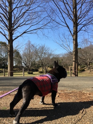 b0113232_11314194.jpeg