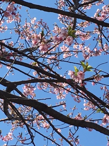 b0113232_11323121.jpeg