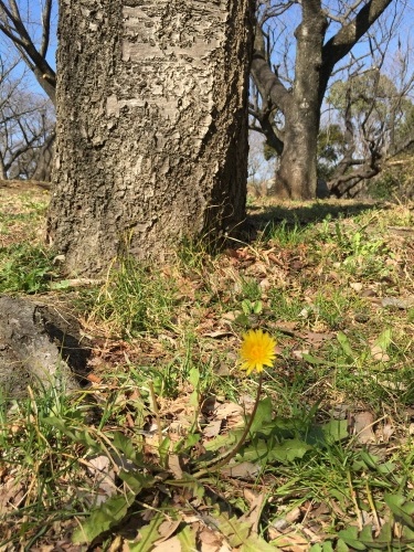 b0113232_11340706.jpeg