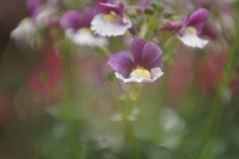 Fuji kogaku Terionar 75mm F3.5_c0109833_19084214.jpg