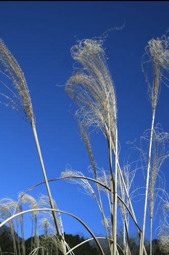 c0227134_132116.jpg