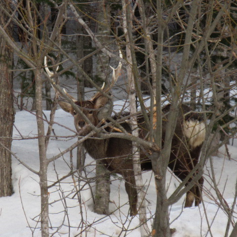 a0329935_11552531.jpeg