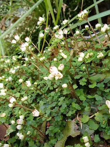 b0369040_14313197.jpg