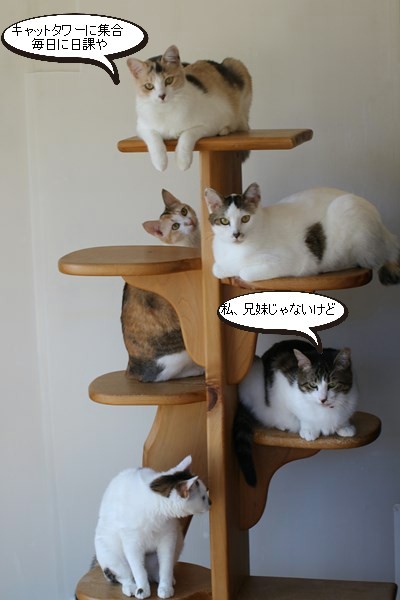 譲渡会のお知らせと酔っ払いさん 保護猫さんのご縁探し 譲渡会のお知らせと酔っ払いさん 保護猫さんのご縁探し