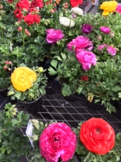 Home Depot から　－　春の花づくし_e0350971_09032872.jpg