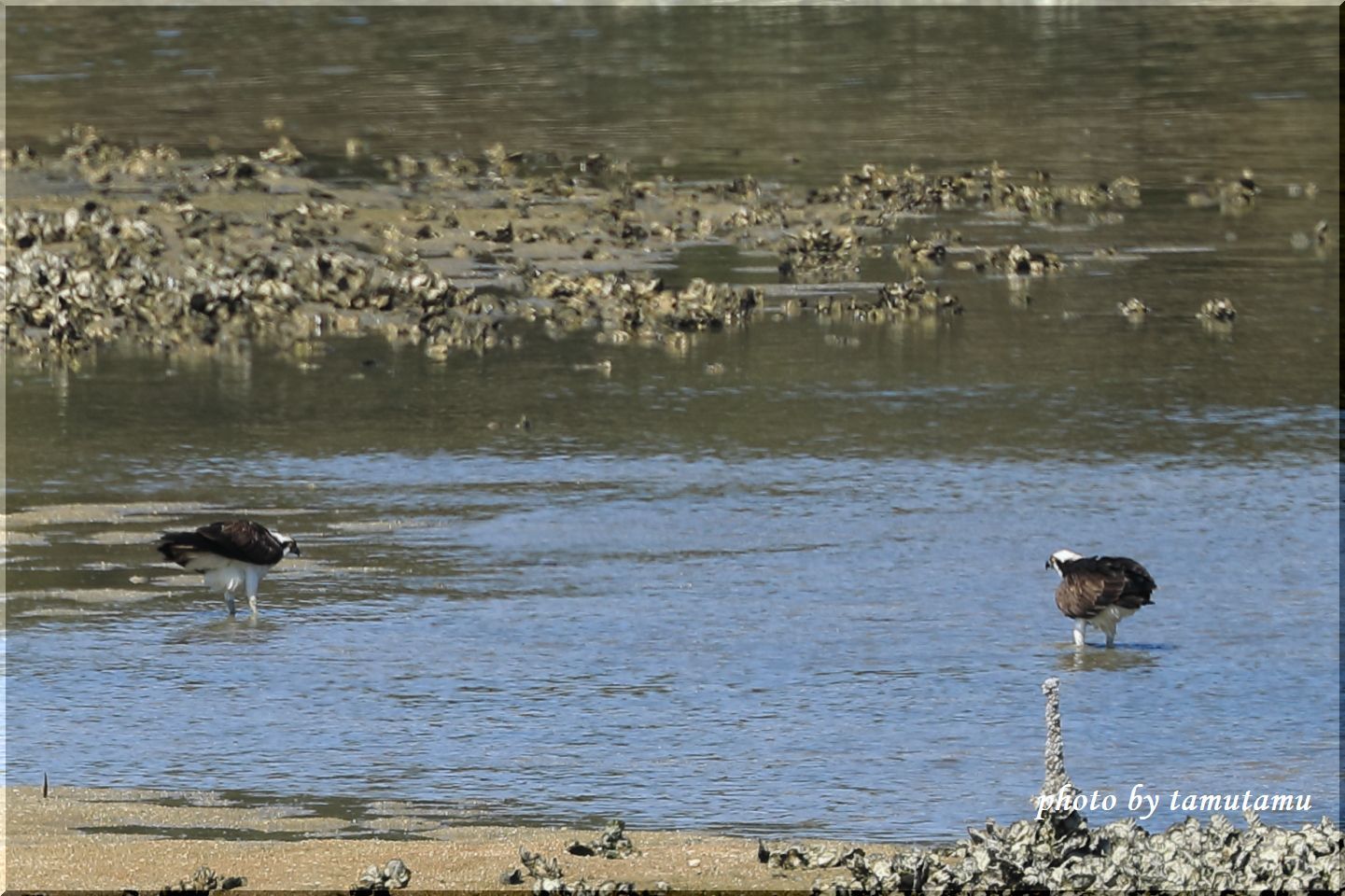 野鳥園　Ⅲ_e0351179_20150446.jpg