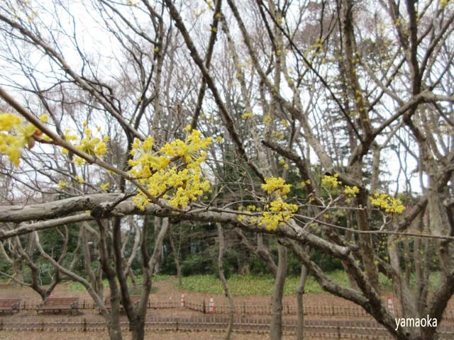 春に咲く黄色い花たち ふらんす堂編集日記 By Yamaoka Kimiko