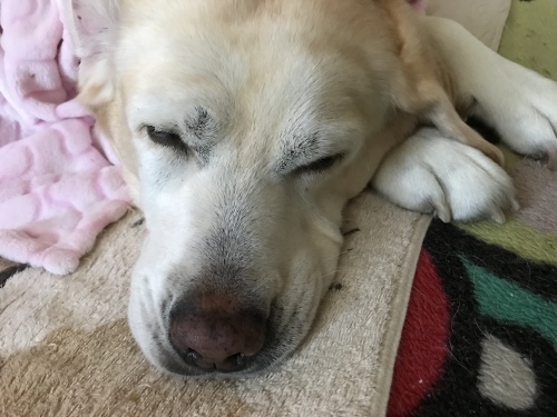 f0315081_22272283.jpeg