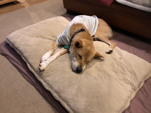 c0332184_21262390.jpeg