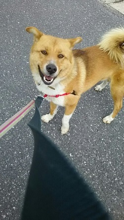 【犬猫・移動先募集】センター(支所)収容(3/10訪問)_f0242002_00591381.jpg