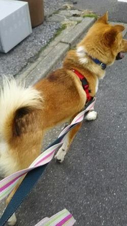 【犬猫・移動先募集】センター(支所)収容(3/10訪問)_f0242002_00591868.jpg