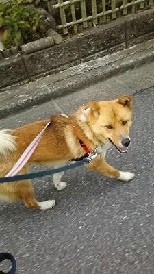 【犬猫・移動先募集】センター(支所)収容(3/10訪問)_f0242002_00592387.jpg