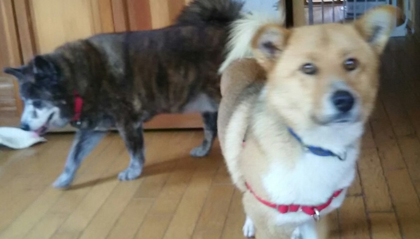 【犬猫・移動先募集】センター(支所)収容(3/10訪問)_f0242002_00593688.jpg
