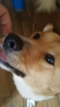 【犬猫・移動先募集】センター(支所)収容(3/10訪問)_f0242002_00594105.jpg