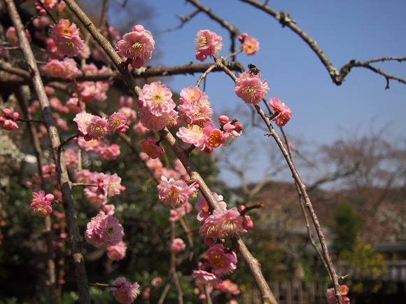 北鎌倉、東慶寺へ(2018.03.13)_e0245404_1564239.jpg