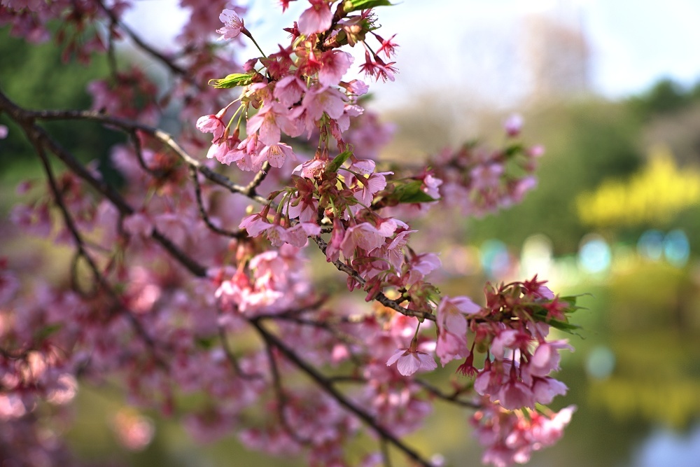 早咲き寒桜_d0376905_21012844.jpg