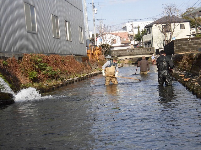 今年も水草を食べるオオバンの活躍に期待! 田宿川の川そうじ_f0141310_08022830.jpg