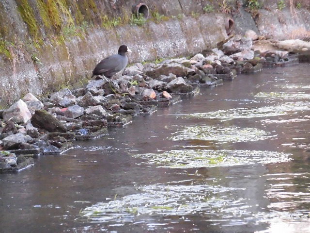 今年も水草を食べるオオバンの活躍に期待! 田宿川の川そうじ_f0141310_08034293.jpg
