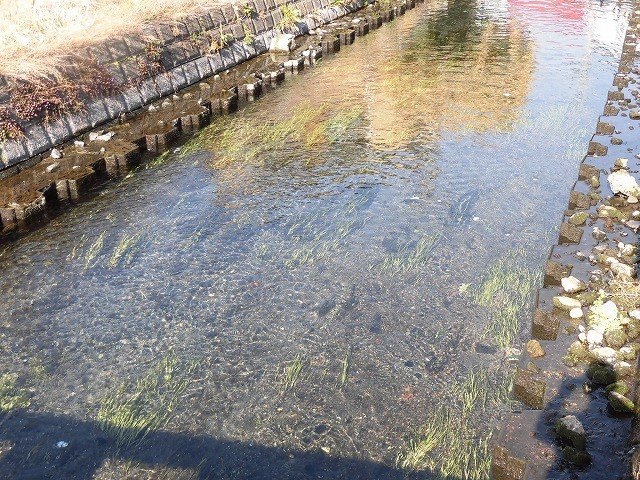今年も水草を食べるオオバンの活躍に期待! 田宿川の川そうじ_f0141310_08035211.jpg
