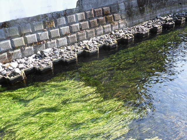 今年も水草を食べるオオバンの活躍に期待! 田宿川の川そうじ_f0141310_08040043.jpg
