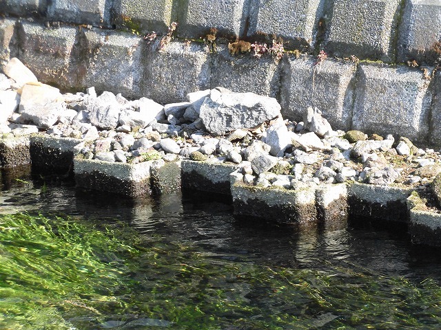 今年も水草を食べるオオバンの活躍に期待！　田宿川の川そうじ_f0141310_08041197.jpg